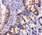 Anti-Peroxiredoxin 3 Antibody